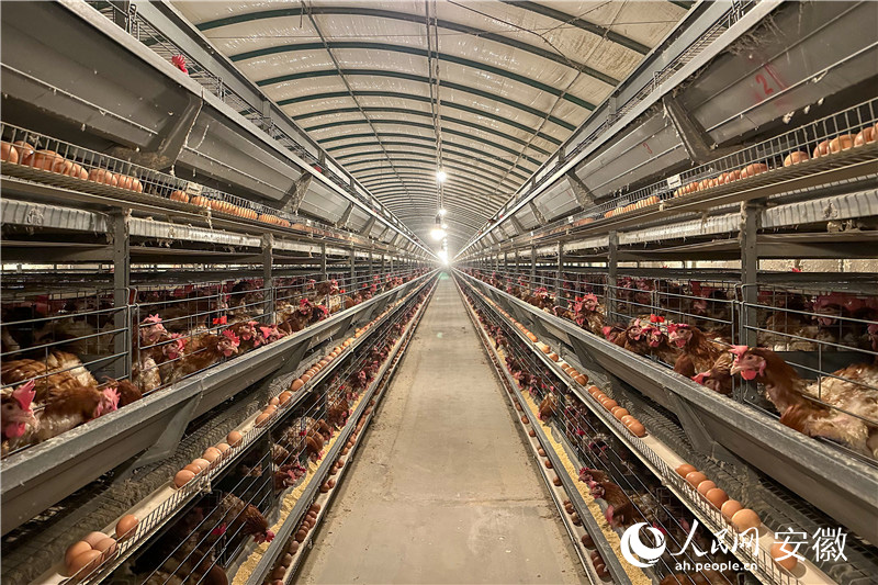 王杰养殖场内整齐划一的鸡舍。人民网记者 李希蒙摄